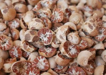 Close up dried Areca nuts background